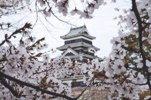 Cherry Blossom